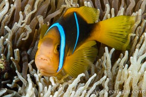 Bluestripe clownfish, Amphiprion chrysopterus, Fiji, Amphiprion chrysopterus