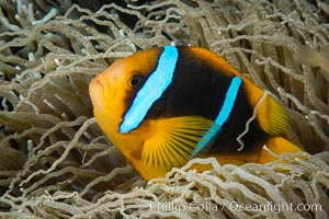 Bluestripe clownfish, Amphiprion chrysopterus, Fiji, Amphiprion chrysopterus