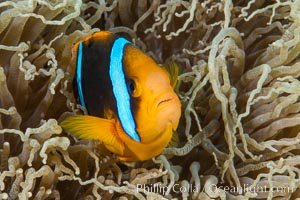 Bluestripe clownfish, Amphiprion chrysopterus, Fiji, Amphiprion chrysopterus