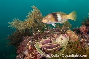 Bluethroat Wrasse, Notolabrus tetricus, Adult Female, Kangaroo Island, South Australia, Notolabrus tetricus