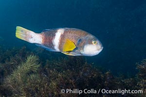 Bluethroat Wrasse, Notolabrus tetricus, Adult Male, Kangaroo Island, South Australia, Notolabrus tetricus