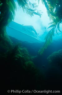 Boat Horizon anchored in kelp forest, San Clemente Island