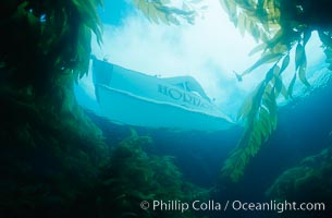 Boat Horizon anchored in kelp forest, San Clemente Island