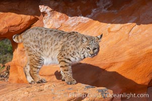 Bobcat.  Bobcats are found throughout North America from southern Canada to southern Mexico. In the United States population densities are much higher in the southeastern region than in the western states. Bobcats can be found in a variety of habitats, including forests, semi-deserts, mountains, and brushland. They sleep in hidden dens, often in hollow trees, thickets, or rocky crevices, Lynx rufus