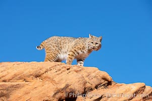 Bobcat.  Bobcats are found throughout North America from southern Canada to southern Mexico. In the United States population densities are much higher in the southeastern region than in the western states. Bobcats can be found in a variety of habitats, including forests, semi-deserts, mountains, and brushland. They sleep in hidden dens, often in hollow trees, thickets, or rocky crevices, Lynx rufus