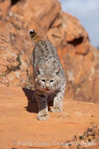 Bobcat.  Bobcats are found throughout North America from southern Canada to southern Mexico. In the United States population densities are much higher in the southeastern region than in the western states. Bobcats can be found in a variety of habitats, including forests, semi-deserts, mountains, and brushland. They sleep in hidden dens, often in hollow trees, thickets, or rocky crevices, Lynx rufus