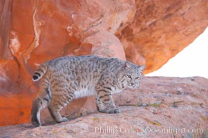 Bobcat.  Bobcats are found throughout North America from southern Canada to southern Mexico. In the United States population densities are much higher in the southeastern region than in the western states. Bobcats can be found in a variety of habitats, including forests, semi-deserts, mountains, and brushland. They sleep in hidden dens, often in hollow trees, thickets, or rocky crevices, Lynx rufus