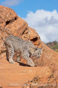 Bobcat.  Bobcats are found throughout North America from southern Canada to southern Mexico. In the United States population densities are much higher in the southeastern region than in the western states. Bobcats can be found in a variety of habitats, including forests, semi-deserts, mountains, and brushland. They sleep in hidden dens, often in hollow trees, thickets, or rocky crevices, Lynx rufus