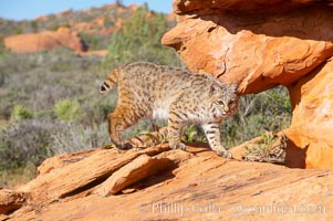 Bobcat.  Bobcats are found throughout North America from southern Canada to southern Mexico. In the United States population densities are much higher in the southeastern region than in the western states. Bobcats can be found in a variety of habitats, including forests, semi-deserts, mountains, and brushland. They sleep in hidden dens, often in hollow trees, thickets, or rocky crevices, Lynx rufus