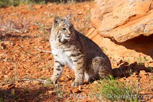 Bobcat.  Bobcats are found throughout North America from southern Canada to southern Mexico. In the United States population densities are much higher in the southeastern region than in the western states. Bobcats can be found in a variety of habitats, including forests, semi-deserts, mountains, and brushland. They sleep in hidden dens, often in hollow trees, thickets, or rocky crevices, Lynx rufus