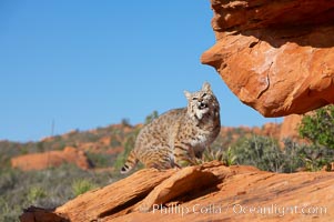 Bobcat.  Bobcats are found throughout North America from southern Canada to southern Mexico. In the United States population densities are much higher in the southeastern region than in the western states. Bobcats can be found in a variety of habitats, including forests, semi-deserts, mountains, and brushland. They sleep in hidden dens, often in hollow trees, thickets, or rocky crevices, Lynx rufus