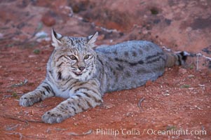 Bobcat.  Bobcats are found throughout North America from southern Canada to southern Mexico. In the United States population densities are much higher in the southeastern region than in the western states. Bobcats can be found in a variety of habitats, including forests, semi-deserts, mountains, and brushland. They sleep in hidden dens, often in hollow trees, thickets, or rocky crevices, Lynx rufus