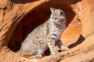 Bobcat.  Bobcats are found throughout North America from southern Canada to southern Mexico. In the United States population densities are much higher in the southeastern region than in the western states. Bobcats can be found in a variety of habitats, including forests, semi-deserts, mountains, and brushland. They sleep in hidden dens, often in hollow trees, thickets, or rocky crevices, Lynx rufus