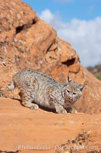 Bobcat.  Bobcats are found throughout North America from southern Canada to southern Mexico. In the United States population densities are much higher in the southeastern region than in the western states. Bobcats can be found in a variety of habitats, including forests, semi-deserts, mountains, and brushland. They sleep in hidden dens, often in hollow trees, thickets, or rocky crevices, Lynx rufus