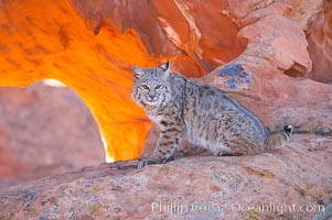 Bobcat.  Bobcats are found throughout North America from southern Canada to southern Mexico. In the United States population densities are much higher in the southeastern region than in the western states. Bobcats can be found in a variety of habitats, including forests, semi-deserts, mountains, and brushland. They sleep in hidden dens, often in hollow trees, thickets, or rocky crevices, Lynx rufus