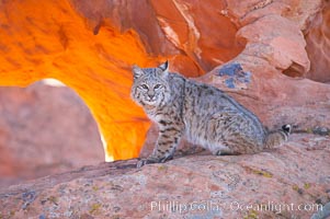 Bobcat.  Bobcats are found throughout North America from southern Canada to southern Mexico. In the United States population densities are much higher in the southeastern region than in the western states. Bobcats can be found in a variety of habitats, including forests, semi-deserts, mountains, and brushland. They sleep in hidden dens, often in hollow trees, thickets, or rocky crevices, Lynx rufus