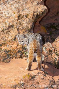 Bobcat.  Bobcats are found throughout North America from southern Canada to southern Mexico. In the United States population densities are much higher in the southeastern region than in the western states. Bobcats can be found in a variety of habitats, including forests, semi-deserts, mountains, and brushland. They sleep in hidden dens, often in hollow trees, thickets, or rocky crevices, Lynx rufus