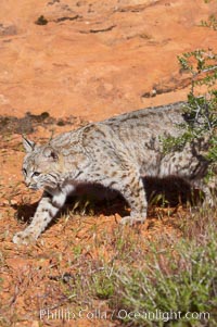 Bobcat.  Bobcats are found throughout North America from southern Canada to southern Mexico. In the United States population densities are much higher in the southeastern region than in the western states. Bobcats can be found in a variety of habitats, including forests, semi-deserts, mountains, and brushland. They sleep in hidden dens, often in hollow trees, thickets, or rocky crevices, Lynx rufus