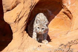 Bobcat.  Bobcats are found throughout North America from southern Canada to southern Mexico. In the United States population densities are much higher in the southeastern region than in the western states. Bobcats can be found in a variety of habitats, including forests, semi-deserts, mountains, and brushland. They sleep in hidden dens, often in hollow trees, thickets, or rocky crevices, Lynx rufus