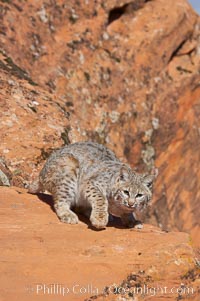 Bobcat.  Bobcats are found throughout North America from southern Canada to southern Mexico. In the United States population densities are much higher in the southeastern region than in the western states. Bobcats can be found in a variety of habitats, including forests, semi-deserts, mountains, and brushland. They sleep in hidden dens, often in hollow trees, thickets, or rocky crevices, Lynx rufus