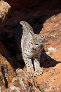 Bobcat.  Bobcats are found throughout North America from southern Canada to southern Mexico. In the United States population densities are much higher in the southeastern region than in the western states. Bobcats can be found in a variety of habitats, including forests, semi-deserts, mountains, and brushland. They sleep in hidden dens, often in hollow trees, thickets, or rocky crevices, Lynx rufus