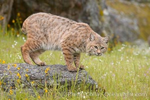 Bobcat, Sierra Nevada foothills, Mariposa, California, Lynx rufus