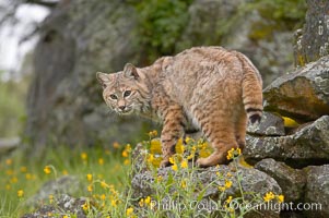 Bobcat, Sierra Nevada foothills, Mariposa, California, Lynx rufus