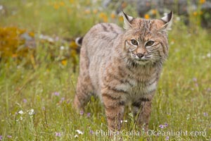 Bobcat, Sierra Nevada foothills, Mariposa, California., Lynx rufus, natural history stock photograph, photo id 15916