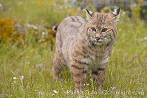 Bobcat, Sierra Nevada foothills, Mariposa, California, Lynx rufus