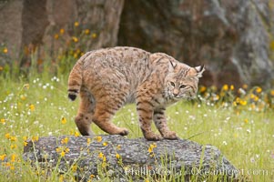 Bobcat, Sierra Nevada foothills, Mariposa, California, Lynx rufus