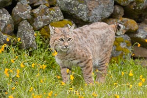 Bobcat, Sierra Nevada foothills, Mariposa, California, Lynx rufus