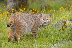Bobcat, Sierra Nevada foothills, Mariposa, California., Lynx rufus, natural history stock photograph, photo id 15919