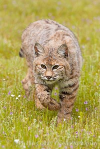 Bobcat, Sierra Nevada foothills, Mariposa, California, Lynx rufus