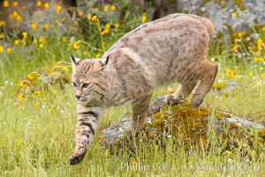 Bobcat, Sierra Nevada foothills, Mariposa, California, Lynx rufus