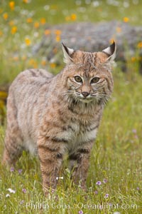 Bobcat, Sierra Nevada foothills, Mariposa, California, Lynx rufus