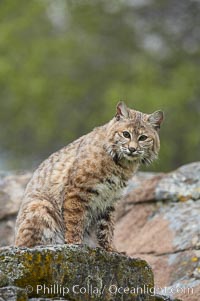 Bobcat, Sierra Nevada foothills, Mariposa, California, Lynx rufus