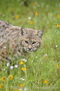 Bobcat, Sierra Nevada foothills, Mariposa, California, Lynx rufus