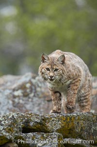 Bobcat, Sierra Nevada foothills, Mariposa, California, Lynx rufus