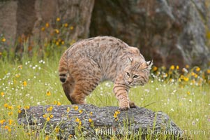 Bobcat, Sierra Nevada foothills, Mariposa, California, Lynx rufus