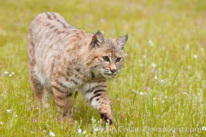 Bobcat, Sierra Nevada foothills, Mariposa, California, Lynx rufus
