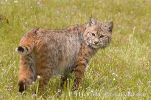 Bobcat, Sierra Nevada foothills, Mariposa, California, Lynx rufus