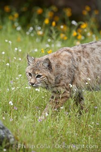 Bobcat, Sierra Nevada foothills, Mariposa, California, Lynx rufus