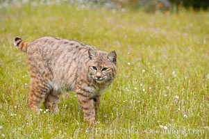 Bobcat, Sierra Nevada foothills, Mariposa, California, Lynx rufus