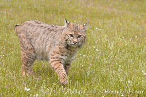 Bobcat, Sierra Nevada foothills, Mariposa, California, Lynx rufus