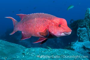 Mexican hogfish, adult male showing fleshy bump on head, Bodianus diplotaenia, Guadalupe Island (Isla Guadalupe)