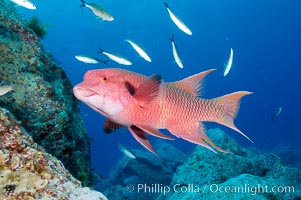 Mexican hogfish, adult male showing fleshy bump on head, Bodianus diplotaenia, Guadalupe Island (Isla Guadalupe)