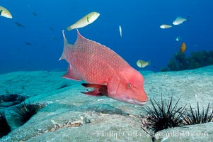 Mexican hogfish, adult male showing fleshy bump on head, Bodianus diplotaenia, Guadalupe Island (Isla Guadalupe)