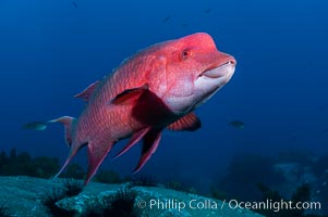 Mexican hogfish, adult male showing fleshy bump on head, Bodianus diplotaenia, Guadalupe Island (Isla Guadalupe)