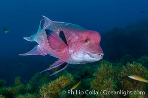 Mexican hogfish, adult male showing fleshy bump on head, Bodianus diplotaenia, Guadalupe Island (Isla Guadalupe)