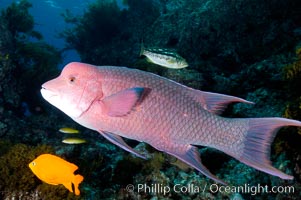 Mexican hogfish, adult male showing fleshy bump on head, Bodianus diplotaenia, Guadalupe Island (Isla Guadalupe)